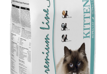 Supra Cat Kitten